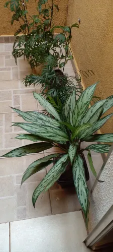 Vendendo vasos com planta novos