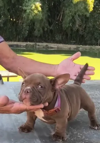 AMERICAN BULLY FILHOTES DISPONÍVEIS