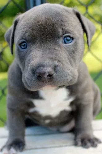 Filhotes de Pitbull blue adoram brincar!!