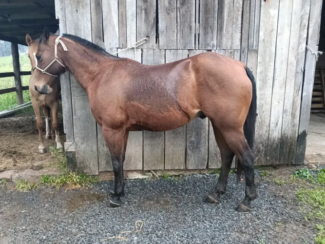 Cavalo QM PO