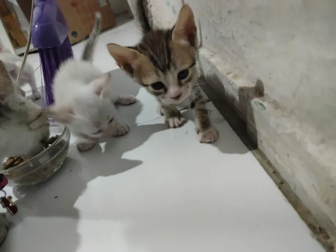 Gatinhos para adoção