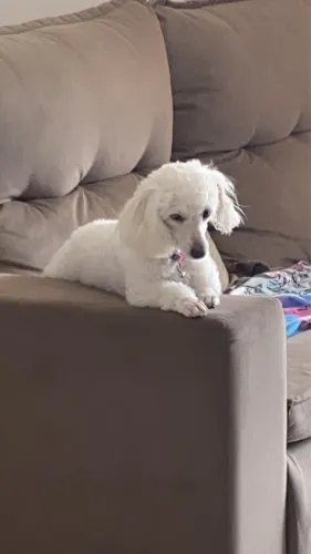 Filhote de poodle inglês legítimo branco