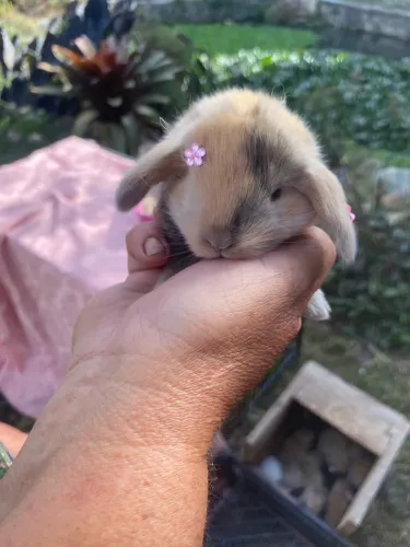 Coelhos Mini Lop filhotes