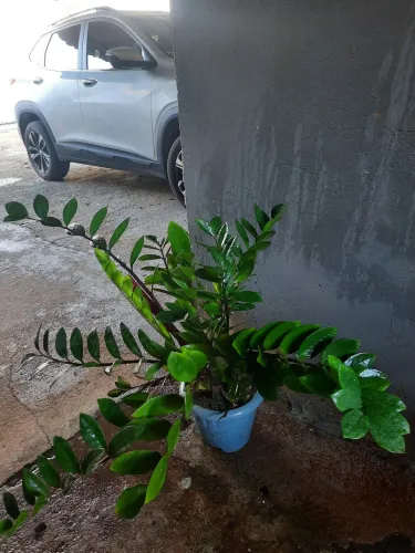 Lindas plantas variadas