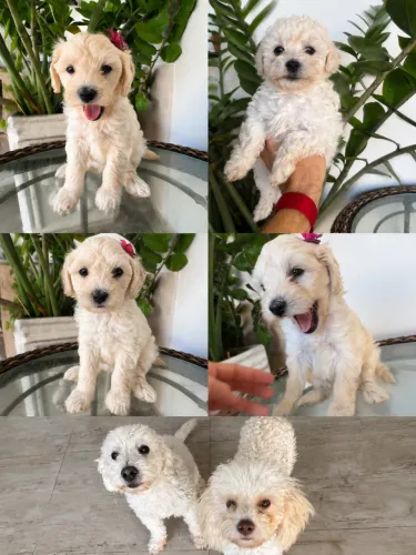 Filhotes lindos de poodle