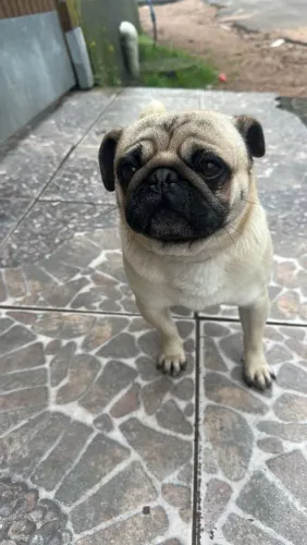 Vendo Pug mini 1 ano e 2 meses