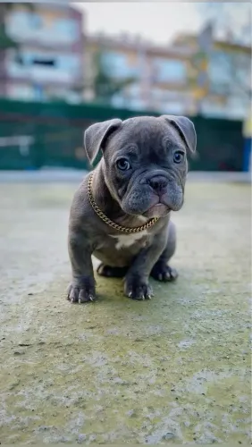 American Bully Um Filhotinho Para Transforma Carinho Em Rotina