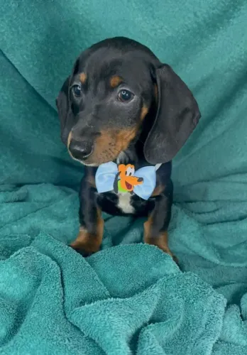 Dachshund Macho