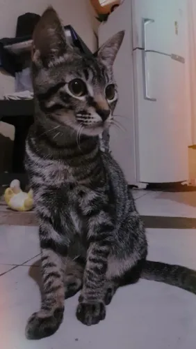 Gatinho macho pra adoção.