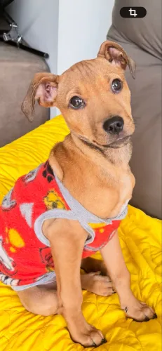 Pet adoção