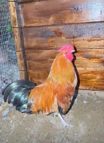 Doa-se Galo