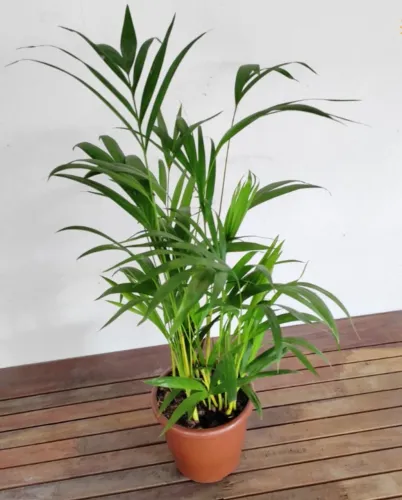 Areca-bambu 