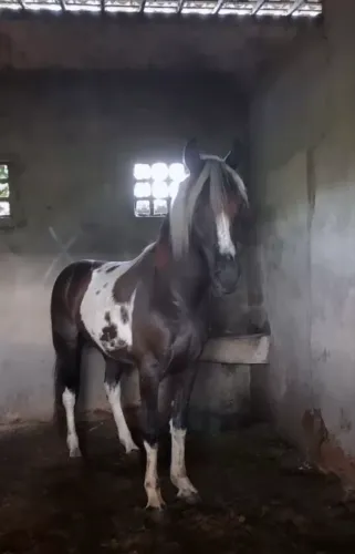 Cavalo Manga larga machador 