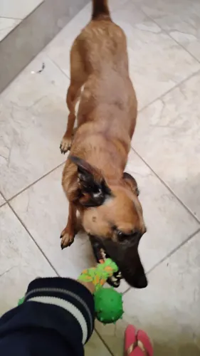 Cachorro macho castrado adulto