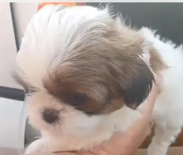 Shih tzu elegante e carinhoso