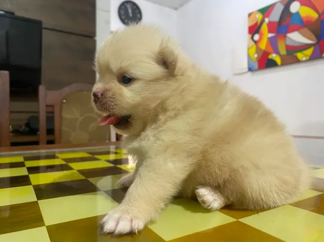 Vendo lulu da pomeranea