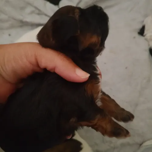 Vendo machinhos de Shih-Poo 