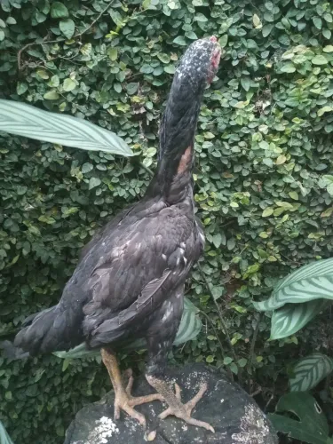 Vendo galinha índia