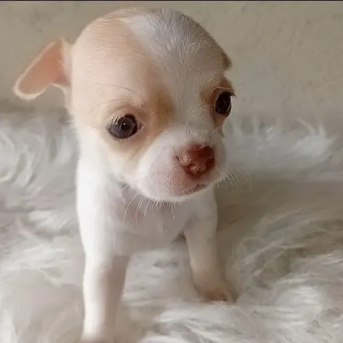 Chihuahua em Fortaleza 