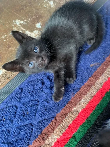 Doação Filhotes de Gatos