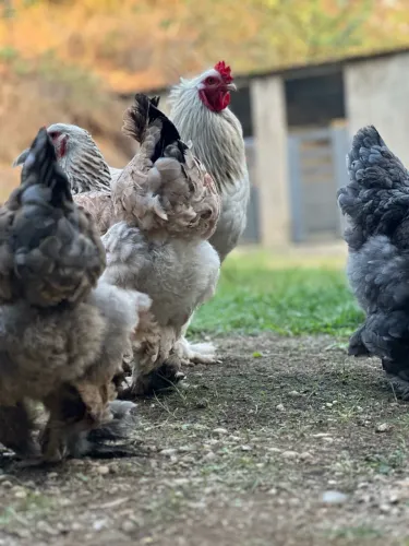 Galo e Galinhas Brahma