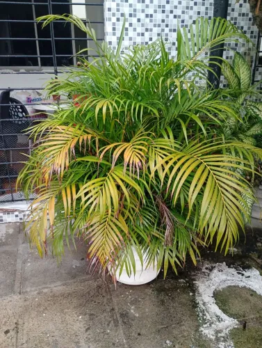 Vende-se plantas