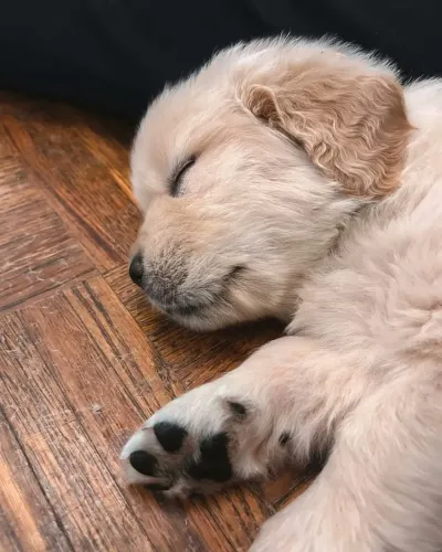 Golden