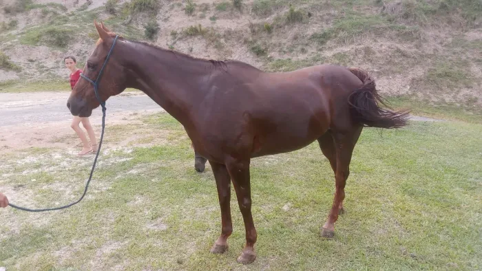 Cavalo quarto de milha 