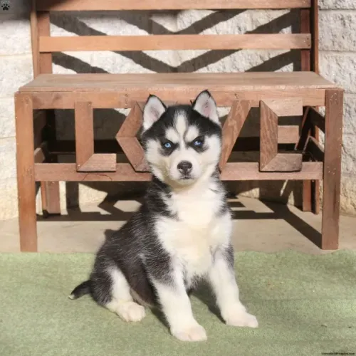 Cachorro filhote Husky com olhos claros e temperamento brincalhão