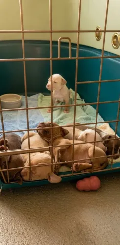 Lindos filhotes de Pitbull com pedigree 
