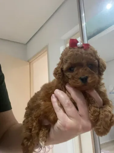 Poodle Toy filhote com muito carinho