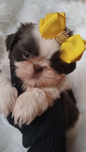 Vende-se filhote de Shih Tzu