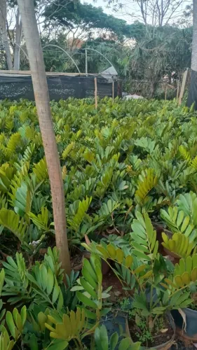 Zamia Furfurácea - Pote 14 litros (venda varejo)