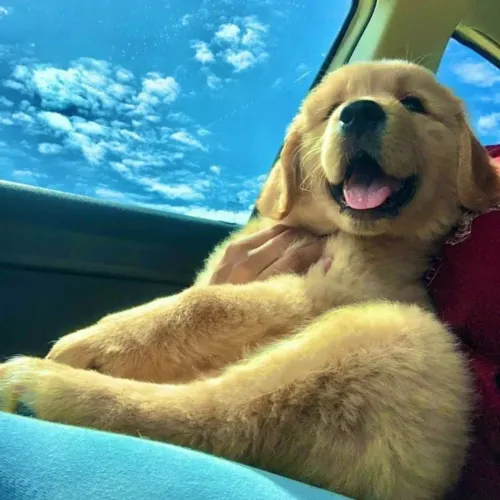 Disponível Filhotes Golden Retriever
