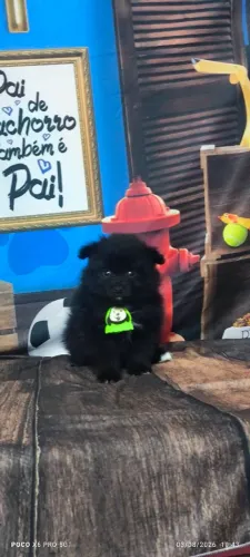 Spitz alemão Black