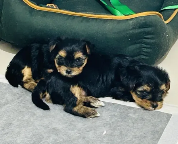 FILHOTES DE YORKSHIRE TERRIER MINI - MACHO E FÊMEA