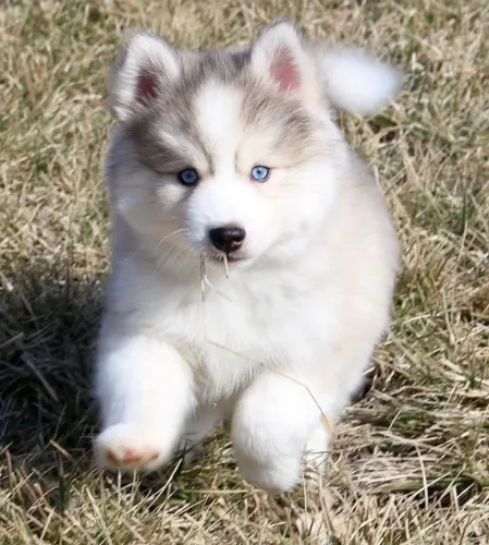 Husky Siberiano - Presença Que Alegra O Dia