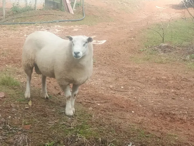 Carneiro reprodutor texel p.o
