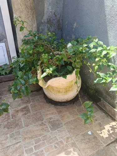 Plantas