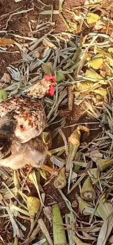 Galinha GSB