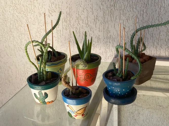 "Desapego: Mudas de Cactos, Babosa e Estapélias em Vasos Decorados (10cm)"