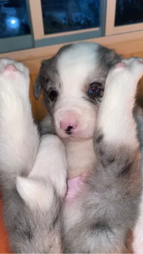 Filhote De Border Collie