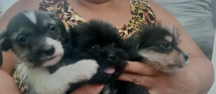 Vendo Cachorros Filhotes