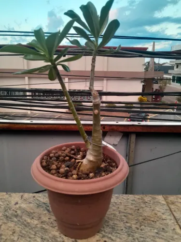 Rosa do deserto 