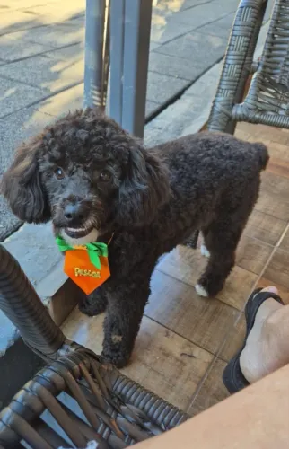 Poodle Macho