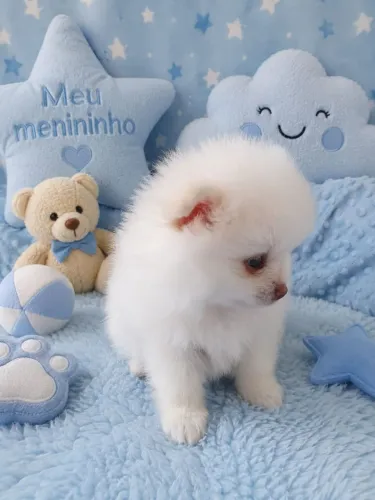 Filhote Spitz Alemão Anão 