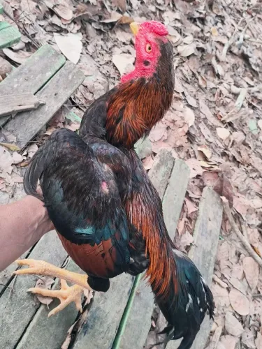 Vendo um galo indiano