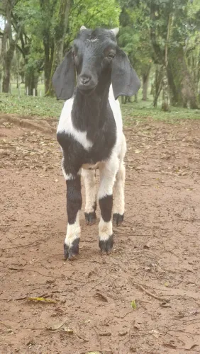 Cabrito Macho 3 Meses - Pai Boer e Mãe Nubiana