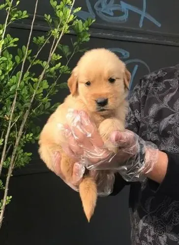 Golden Retriever filhotinhos puro