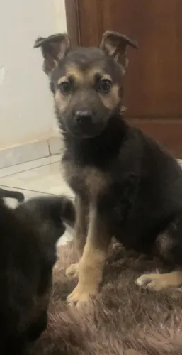 Fêmea de Pastor Alemão